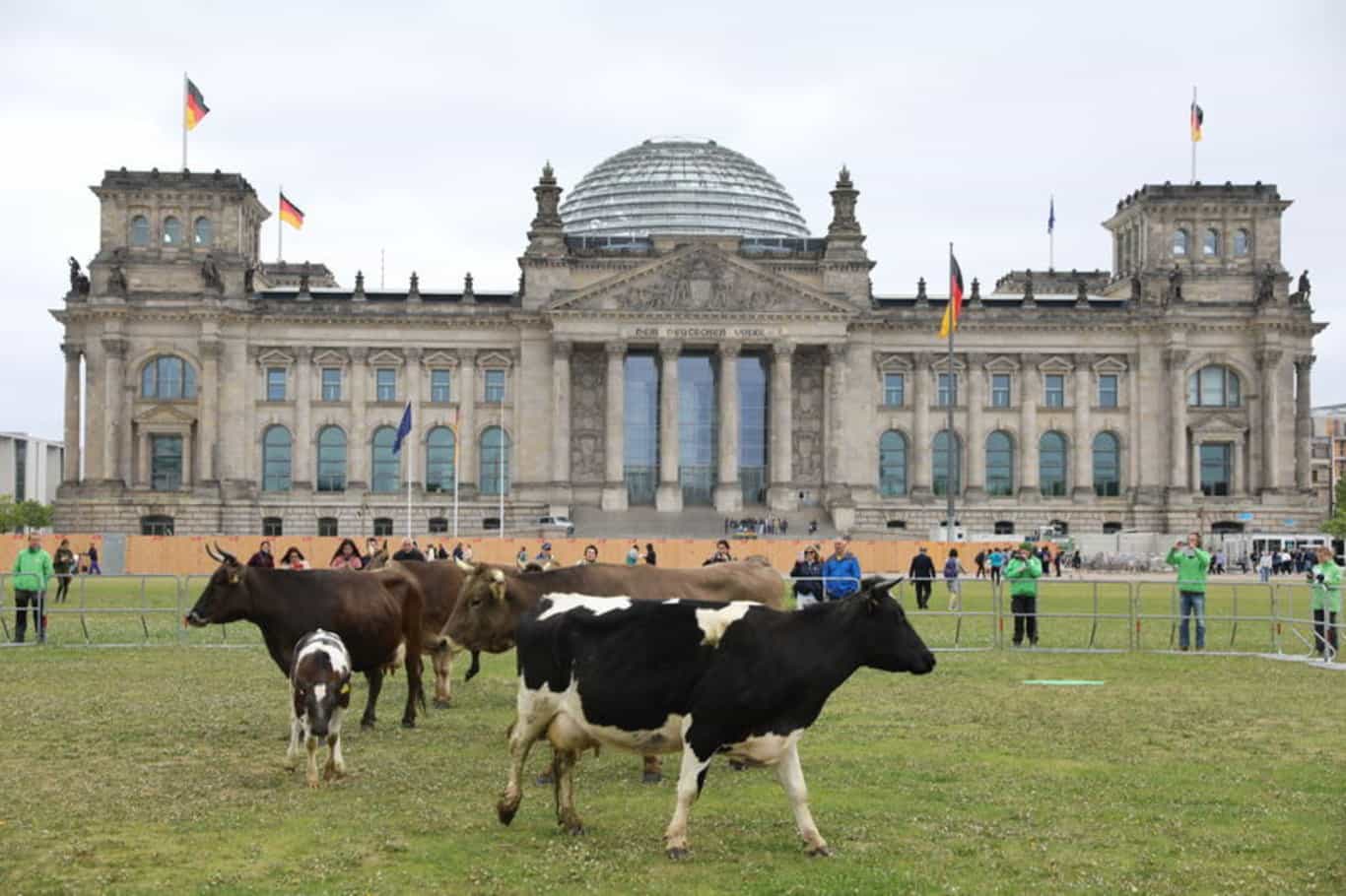 Almaniyada ekoloqlar inəklərini parlamentin bağçasında otarırlar