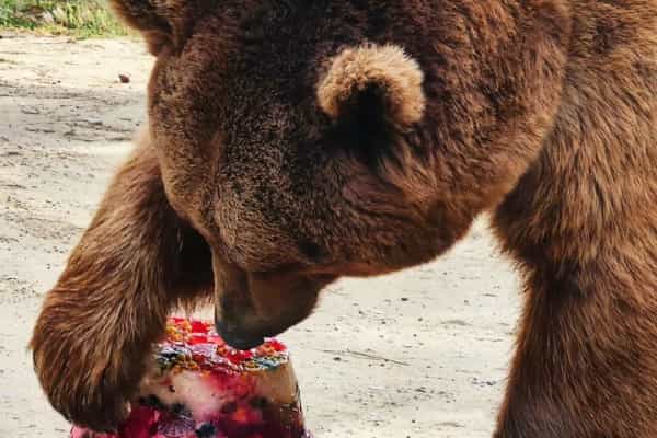 Bakı Zooparkında ayının doğum günü qeyd olundu - FOTO