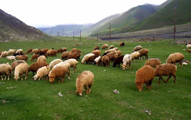 Rayonda mal-qara oğruları tutuldu - FOTO