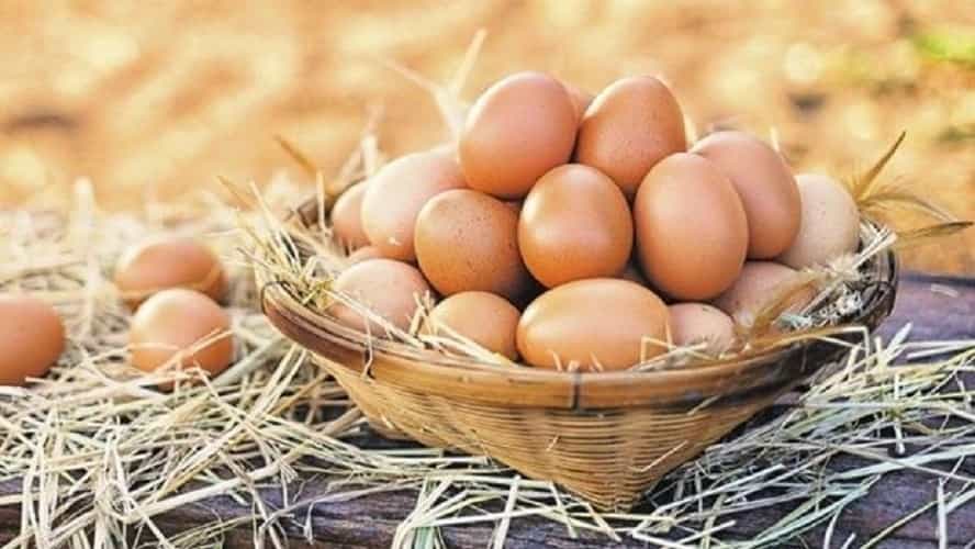 Azərbaycan Belçikaya yumurta ixrac edəcək