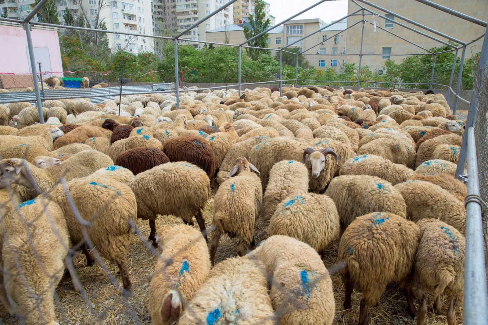 Qurbanlıq heyvanlar satışa çıxarıldı - QİYMƏTLƏR - VİDEO